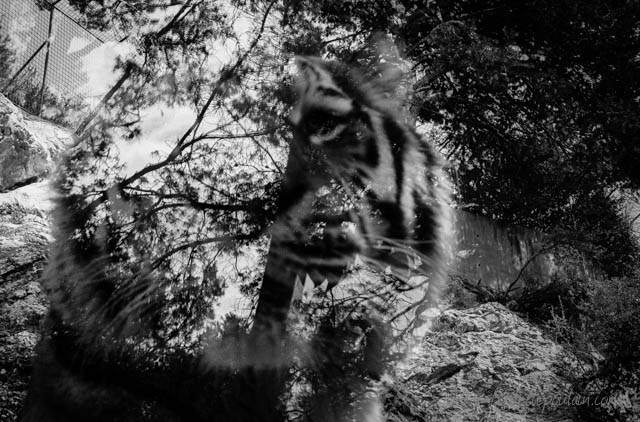 Zoo - série noir et blanc - Tigre