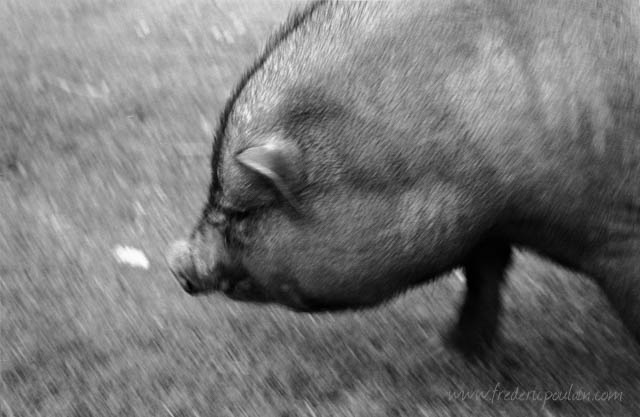 Zoo - série noir et blanc - Sanglier