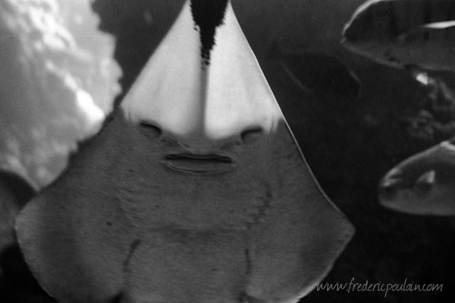 Zoo - série noir et blanc - Raie