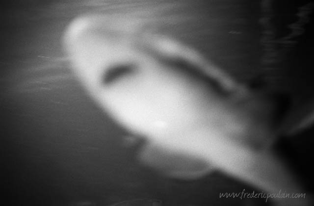 Zoo - série noir et blanc - Requin