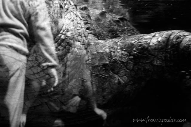 Zoo - série noir et blanc - Crocodile